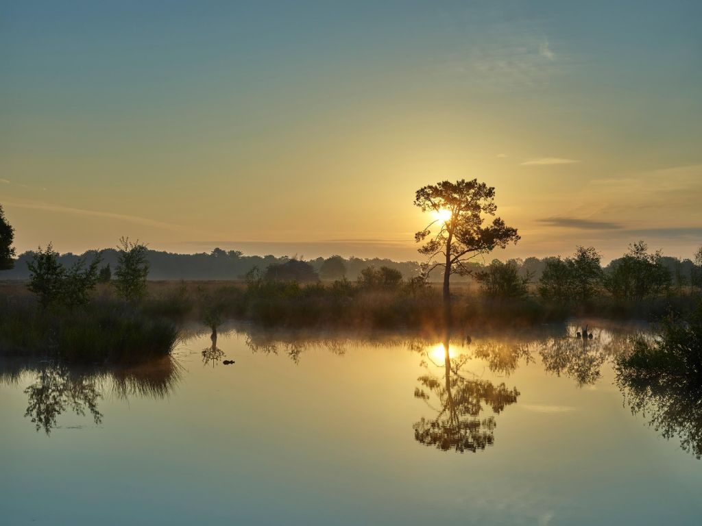 Zonsopkomst bij bosven