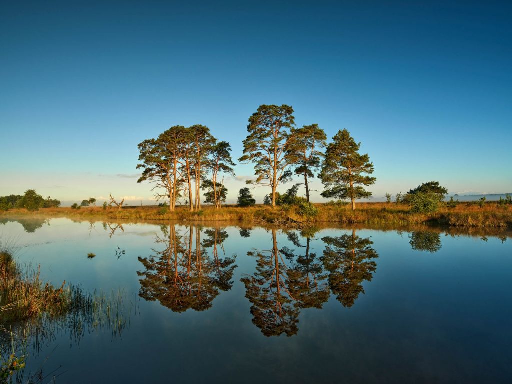 Weerspiegeling in bosmeertje