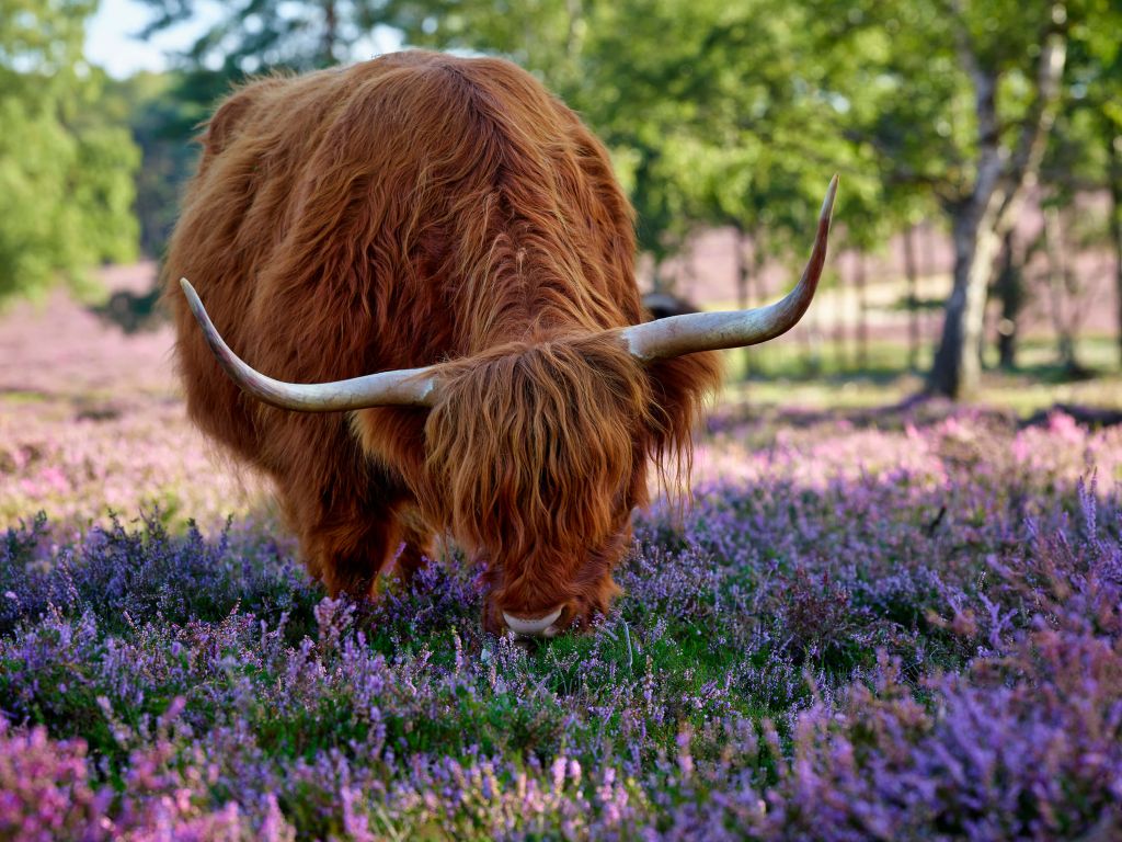 Grazende Schotse hooglander