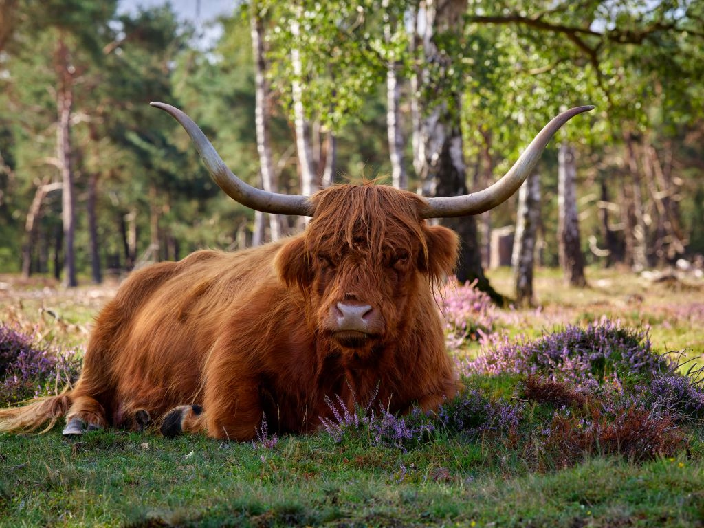 Liggende Schotse hooglander
