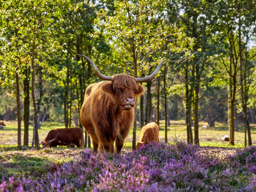 Hooglanders in natuurgebied