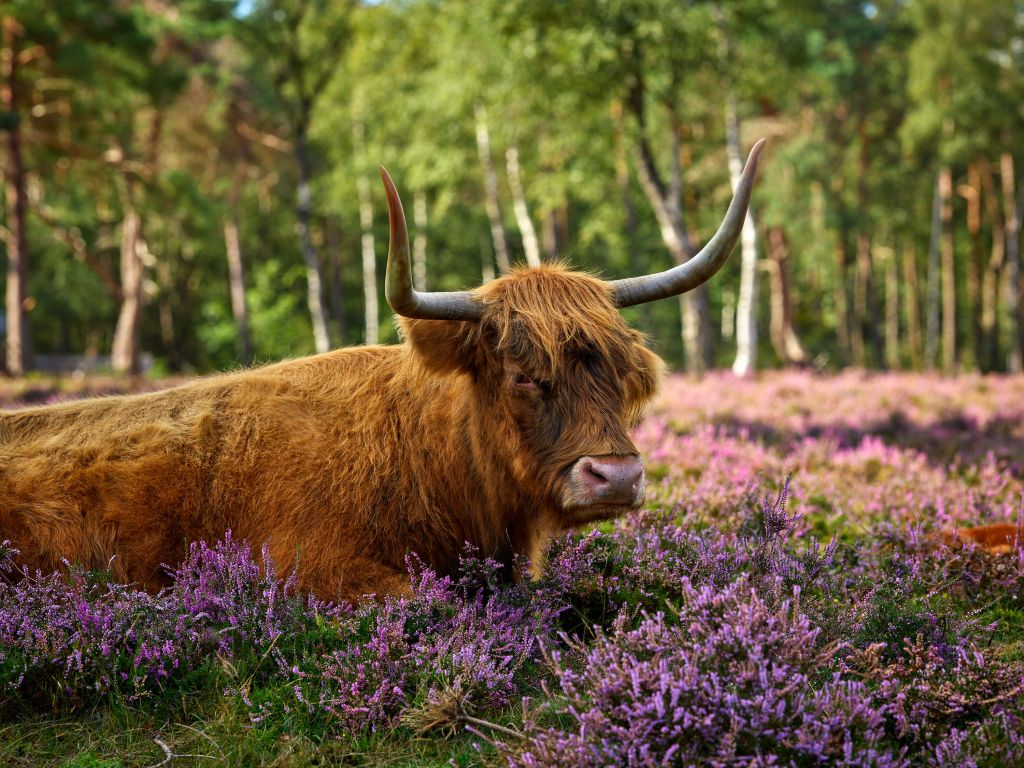 Stoere Schotse hooglander
