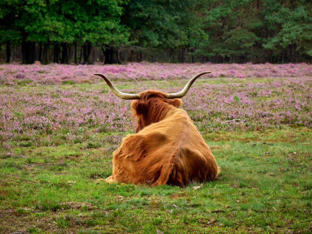 Schotse hooglander op de uitkijk