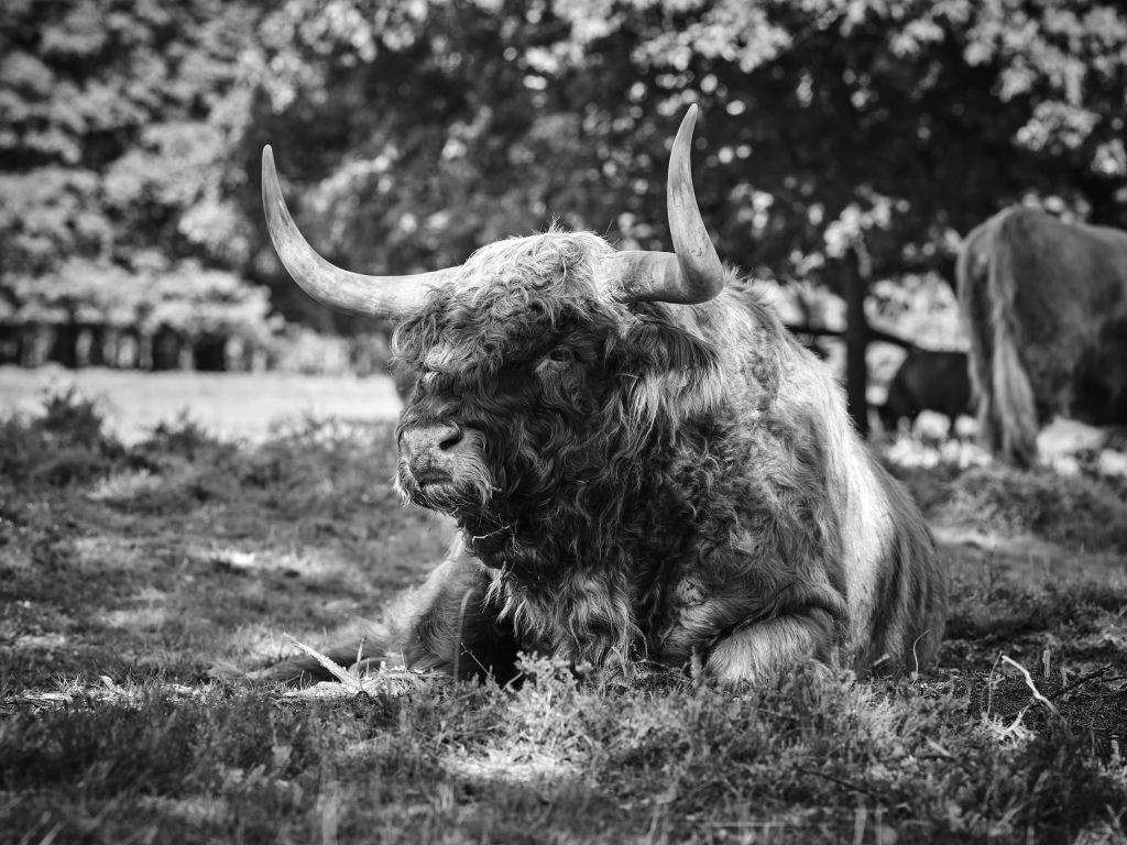 Schotse hooglander stier