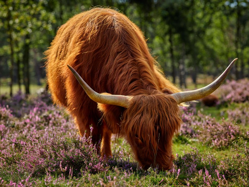 Grazende hooglander in heide gebied