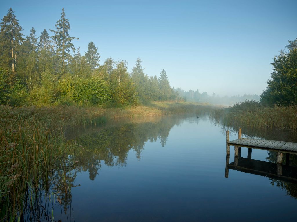 Houten steiger in het bos