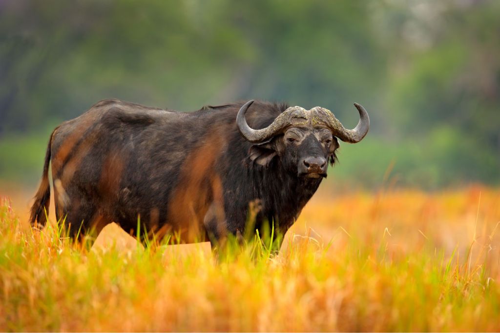 Buffel omringd door geel gras