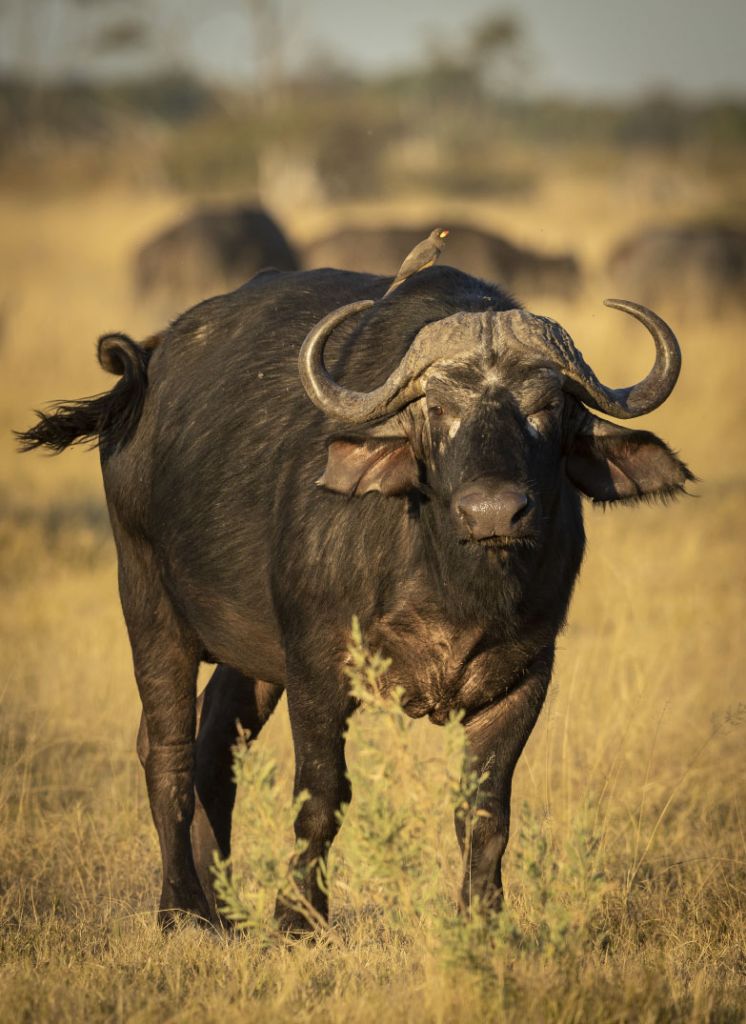 Buffel met een vogel