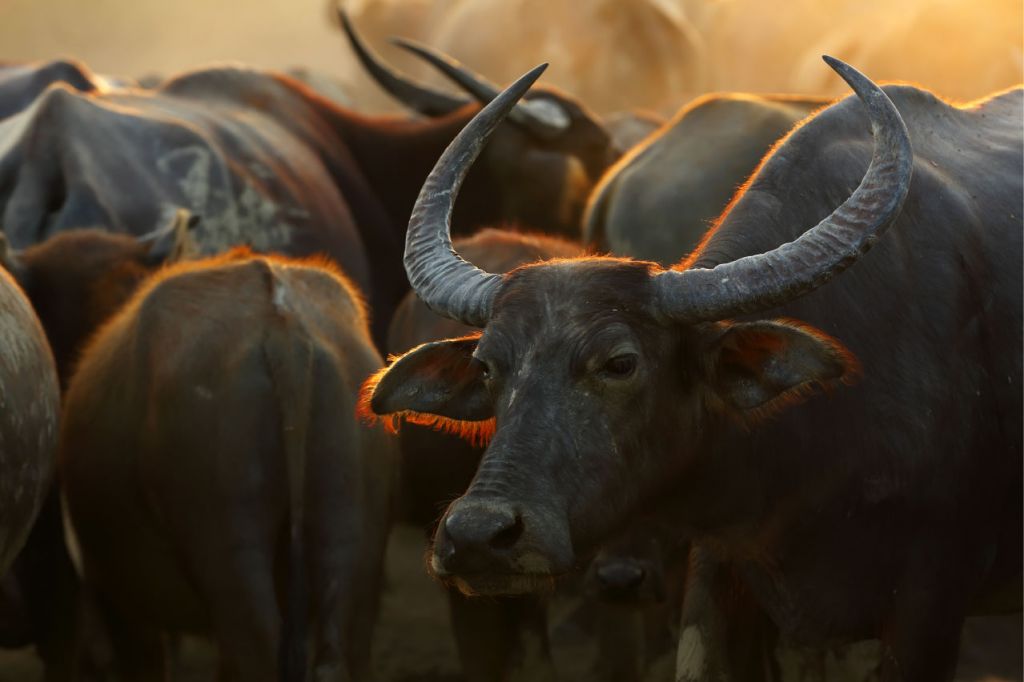 Close, up Thaise buffel