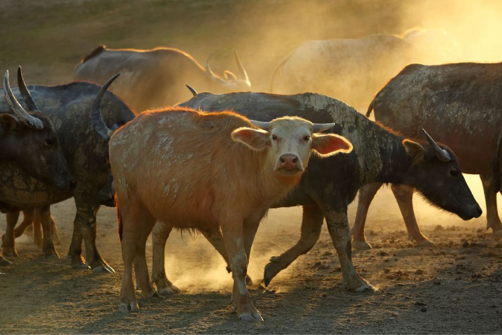 Kudde Thaise buffels