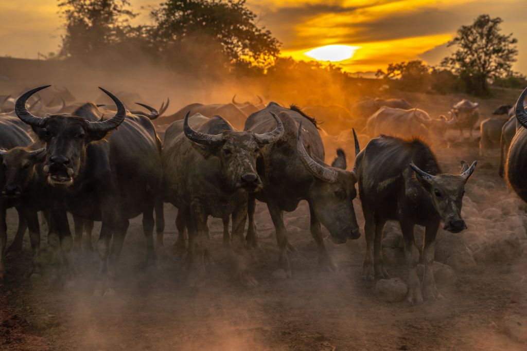 Thaise buffels bij zonsondergang