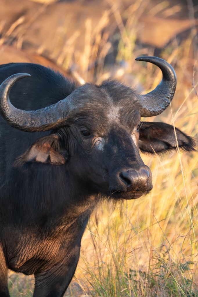 Buffel