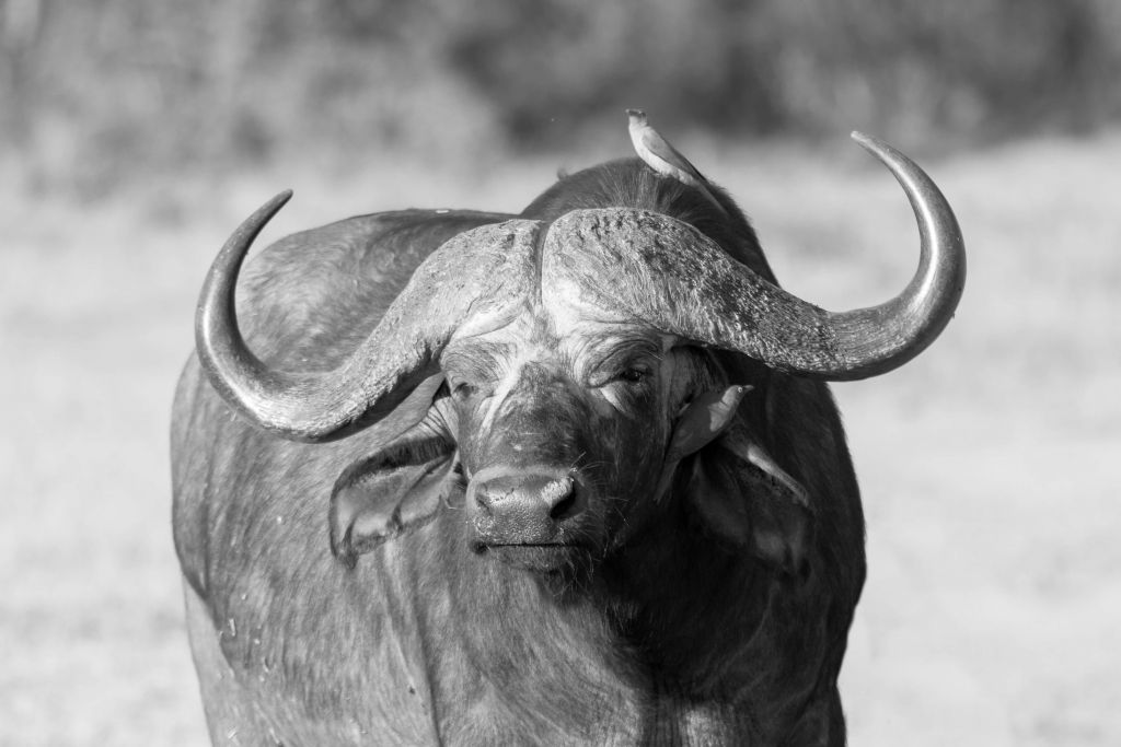 Buffel zwart, wit