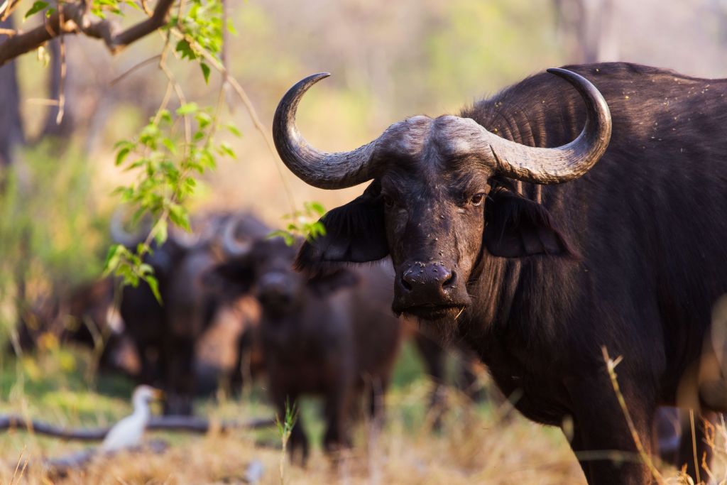 Afrikaanse buffel