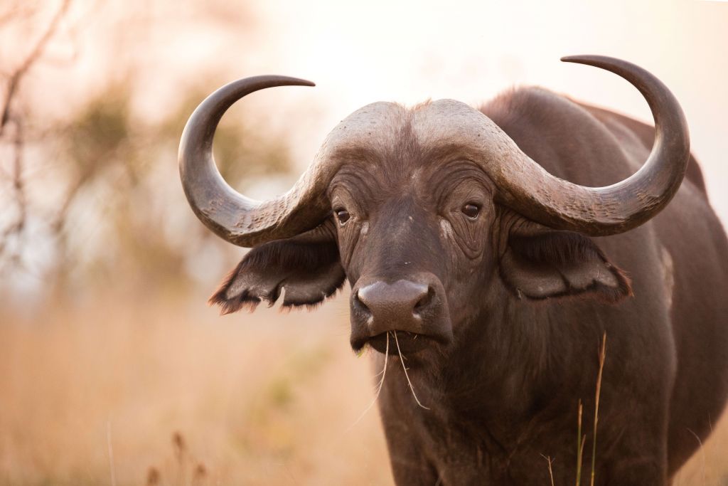 Buffel in het weiland