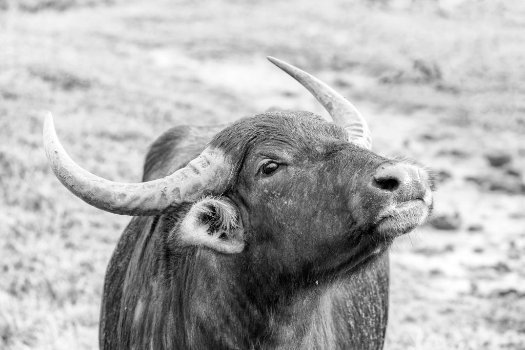 Omhoog kijkende buffel