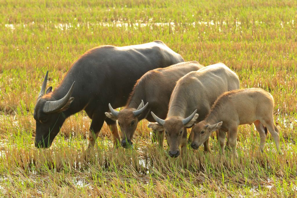 Waterbuffels