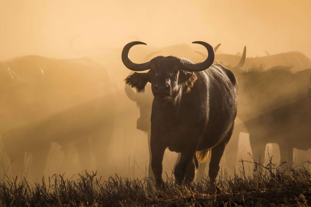 Buffels in de mist