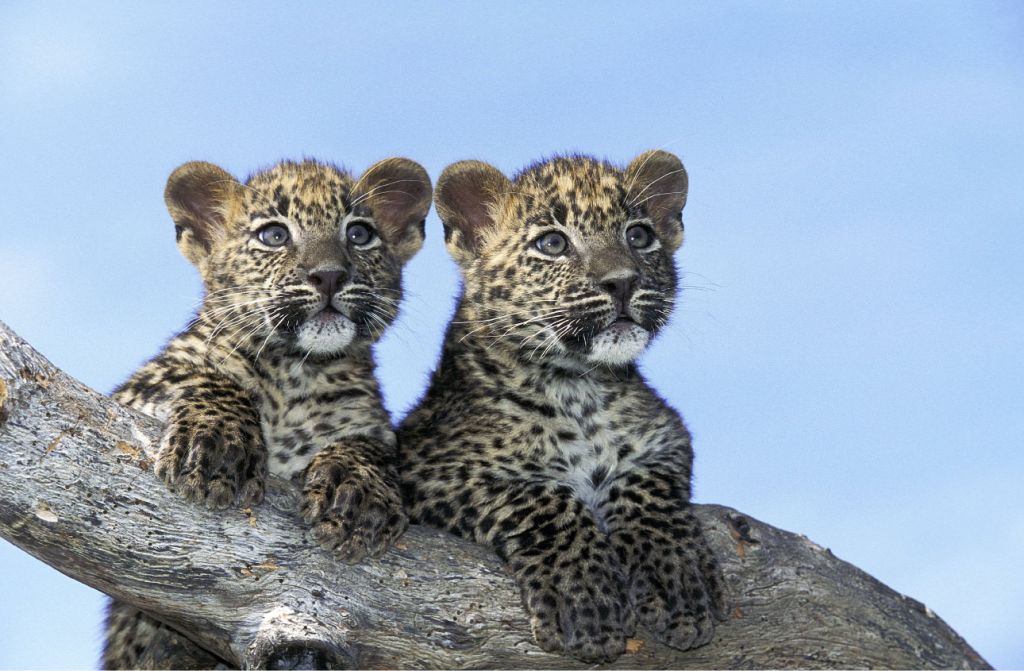 Kleine luipaarden