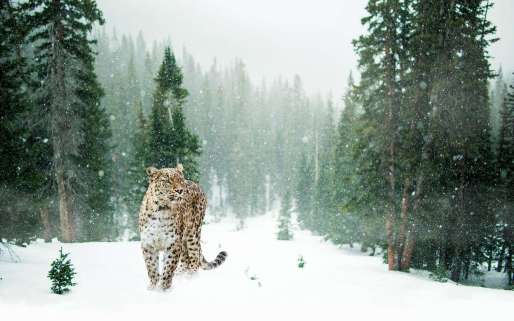 Luipaard in de sneeuw