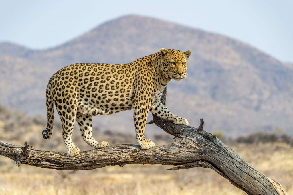 Luipaard in Namibië