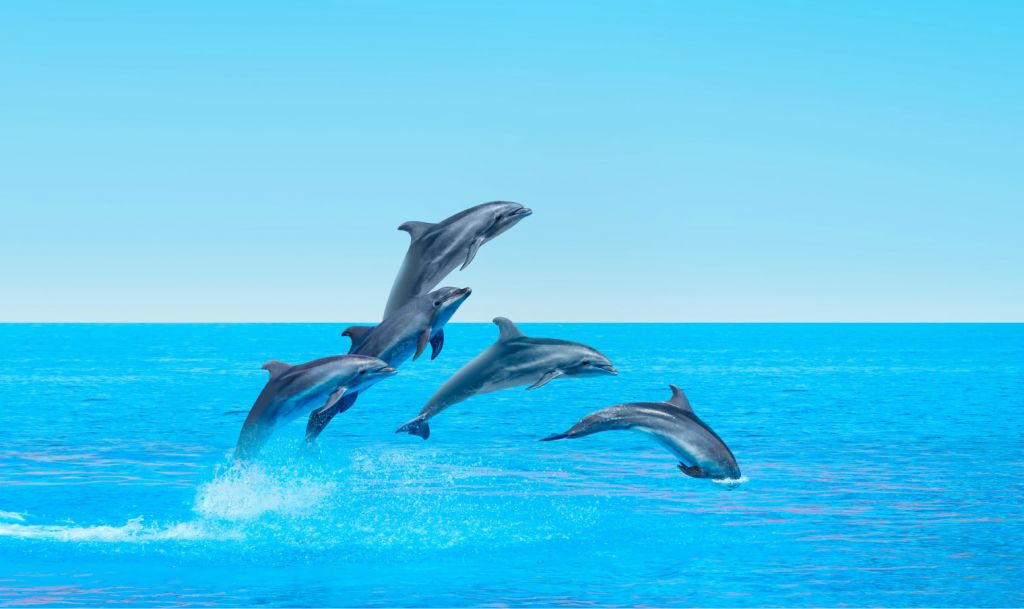 Springende dolfijnen