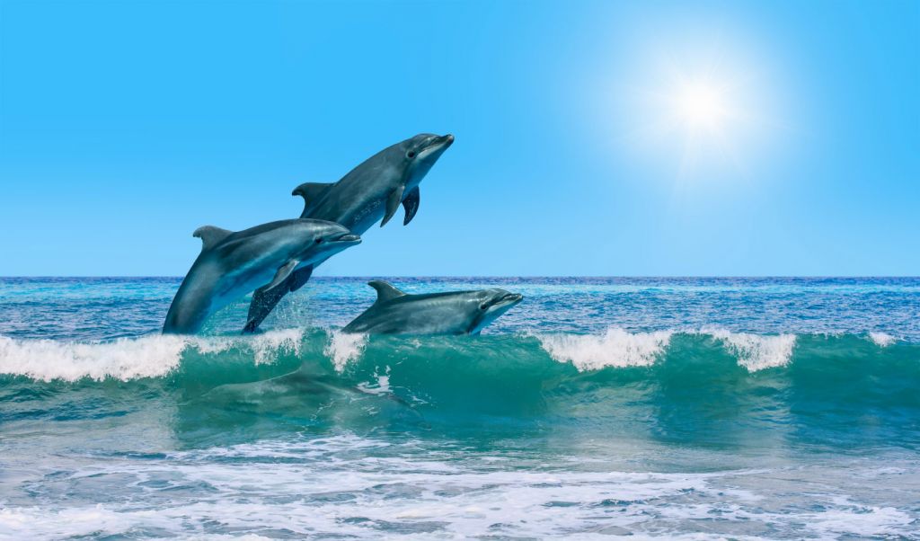 Dolfijnen aan de kust