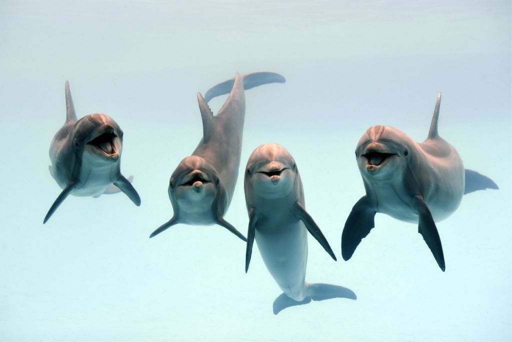 Lachende dolfijnen