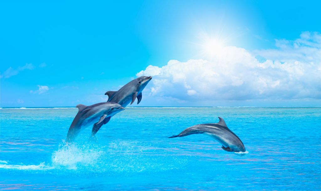 Dolfijnen in de oceaan