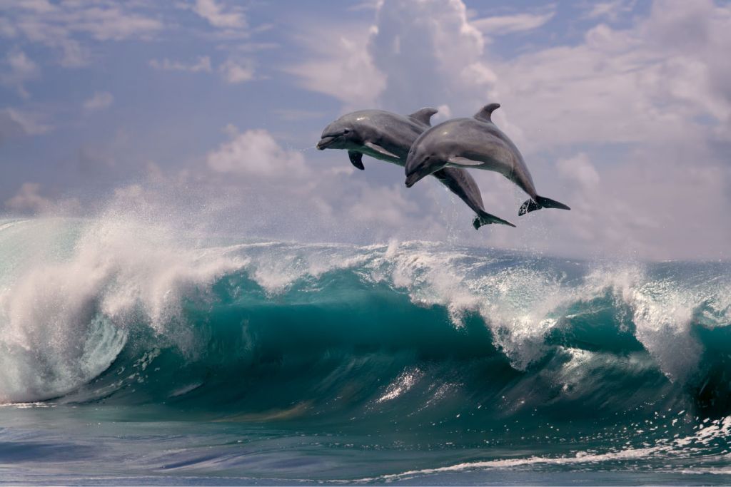 Dolfijnen en golven