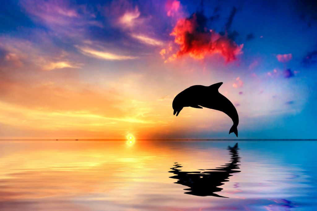 Dolfijn silhouette