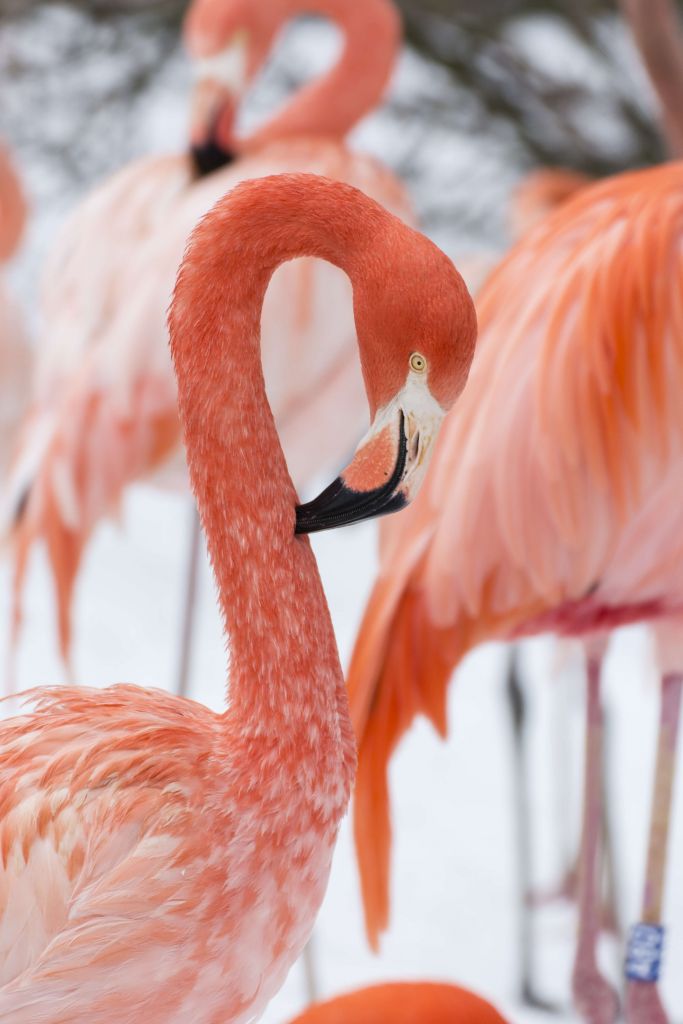 Flamingo portret