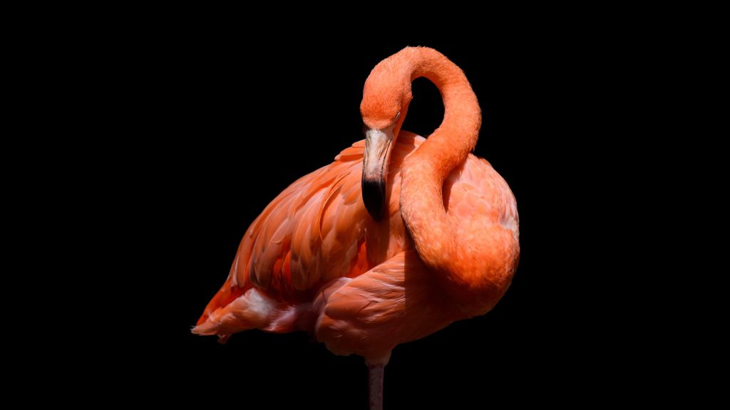 Flamingo op zwarte achtergrond