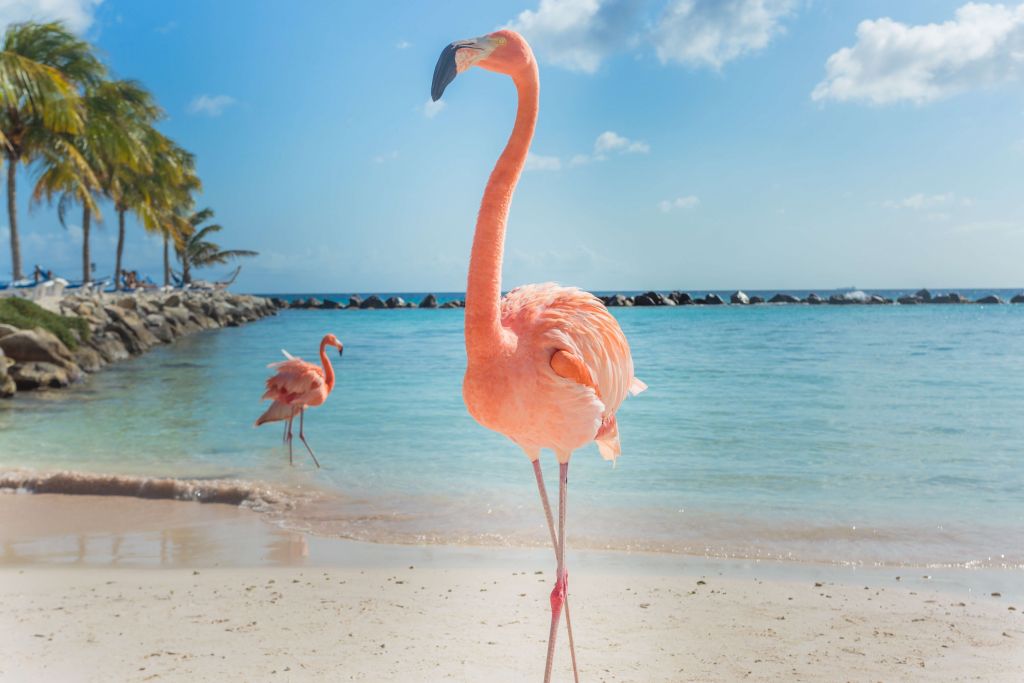 Flamingo op het strand