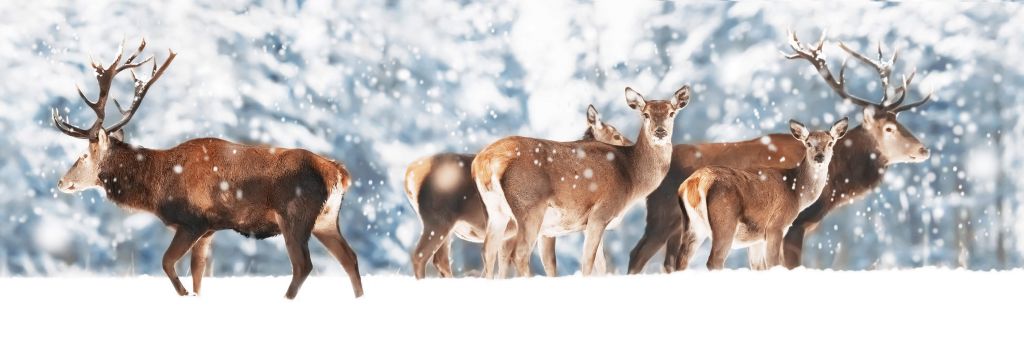 Herten in de sneeuw