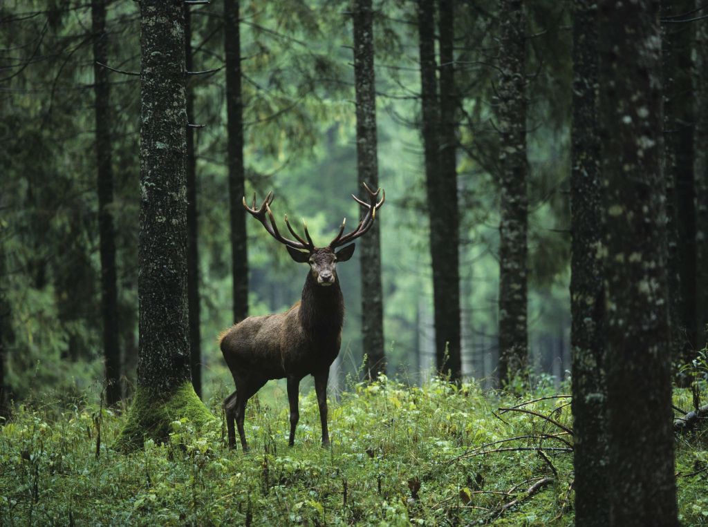 Groot hert tussen bomen