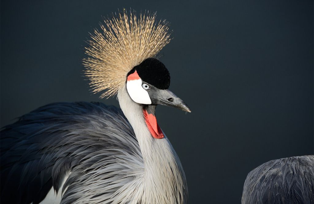 Close-up kraanvogel