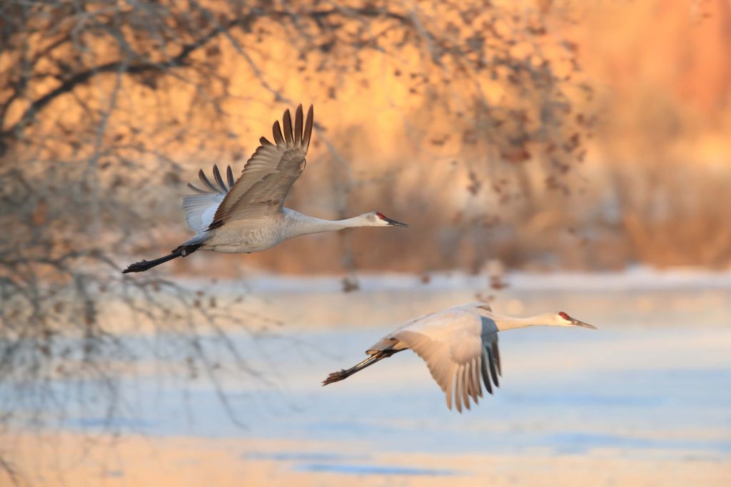 Vliegende kraanvogels