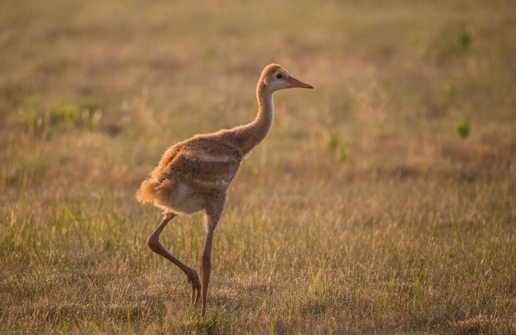 Kraanvogel jong