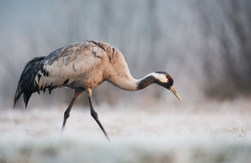 Kraanvogel in de ochtend