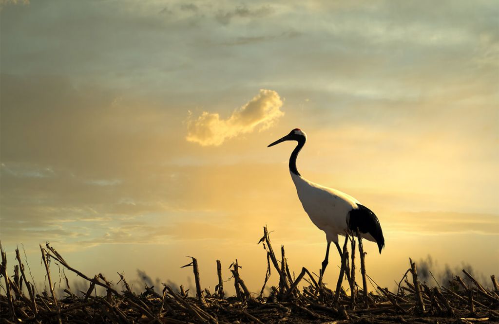 Kraanvogel in een veld