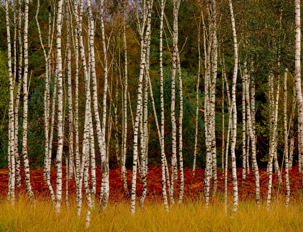 Berkenbomen aan de bosrand