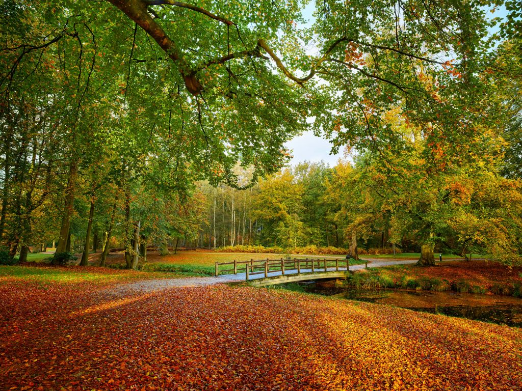 Bruggetje in het bos