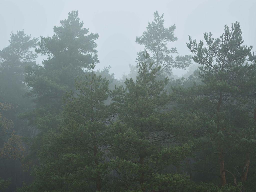 Naaldbomen in de mist