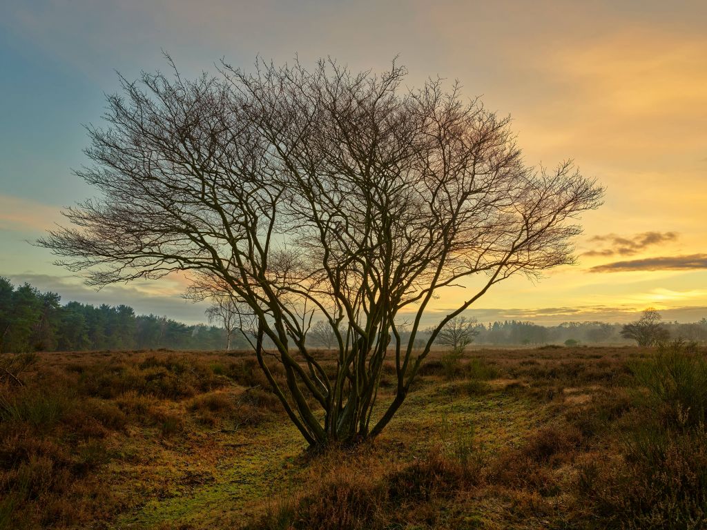 Zonsopgang op de heide