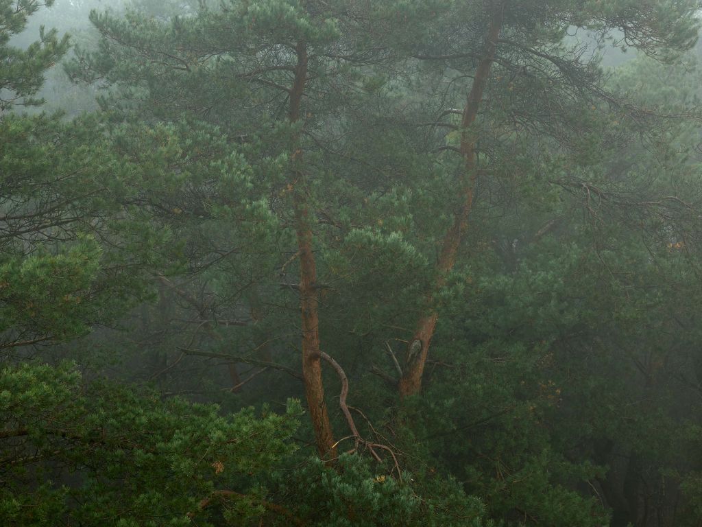 Mist tussen de bomen
