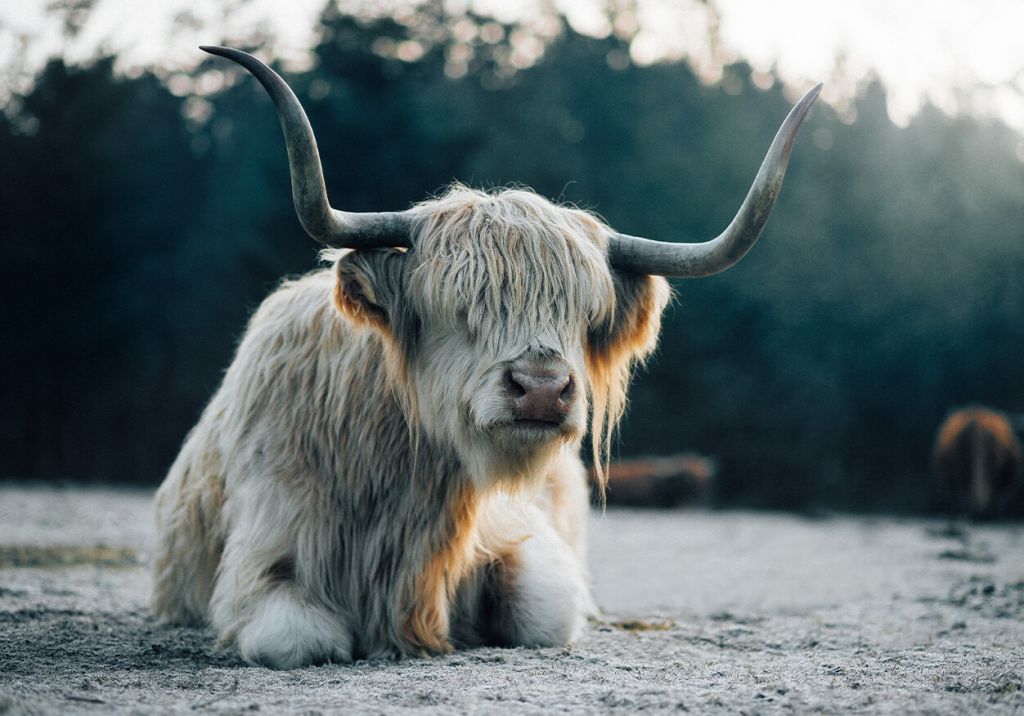 Liggende witte Schotse hooglander