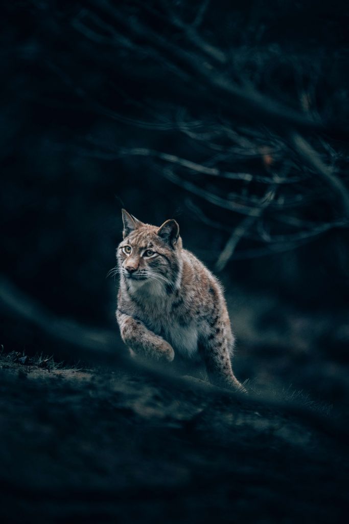 Lynx in het bos