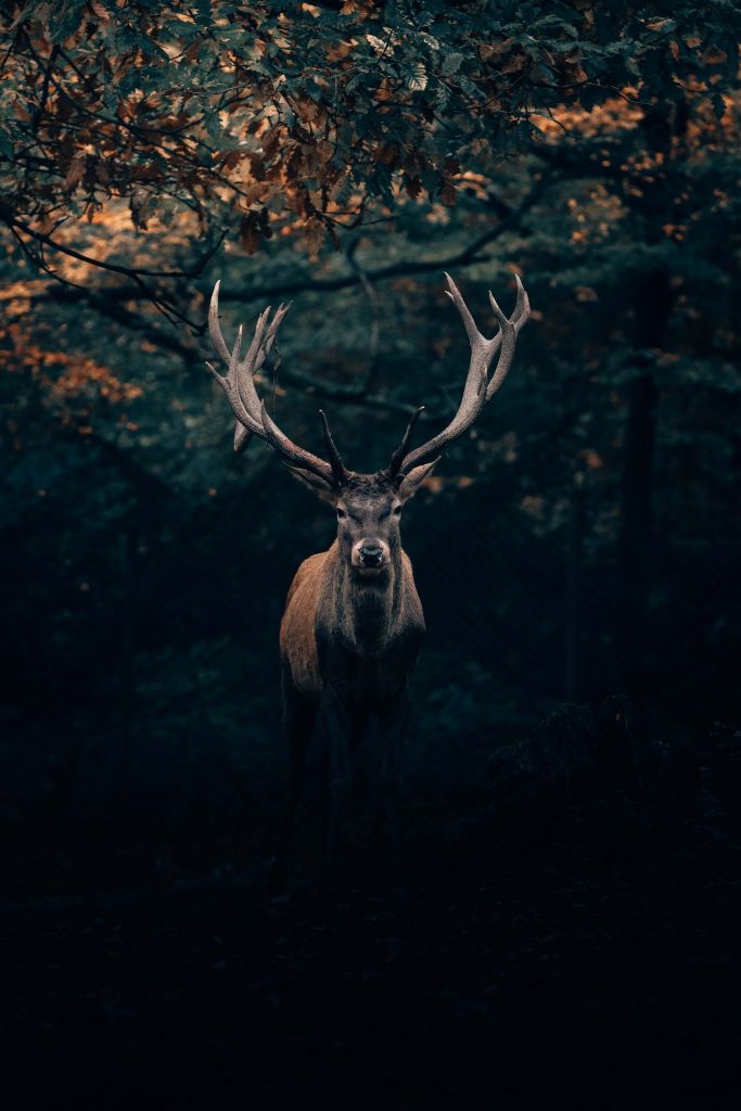 Damhert in het bos
