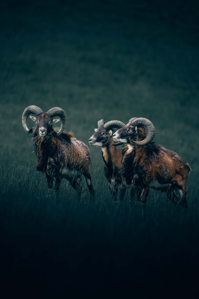 Rammen